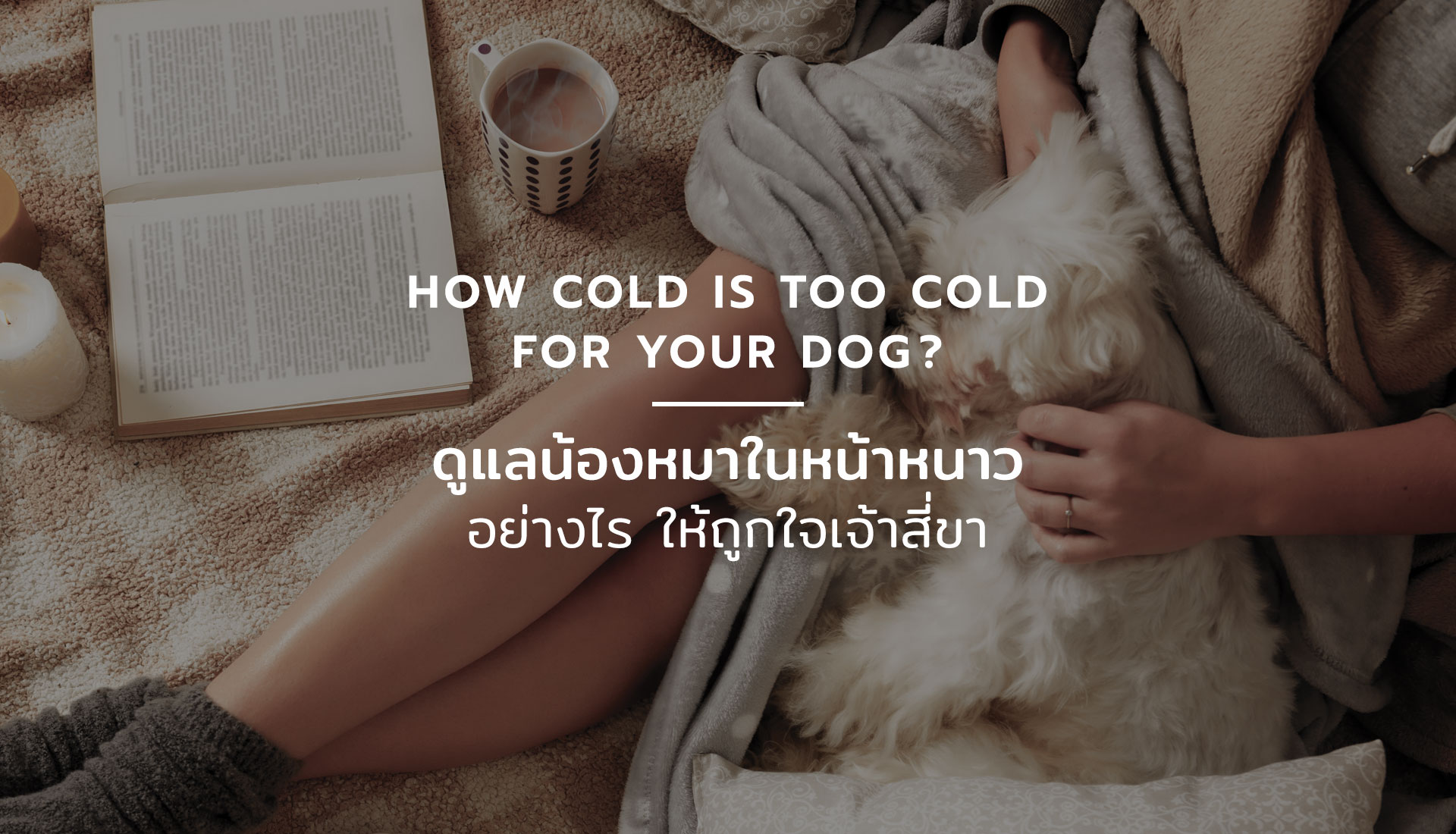 ดูแลน้องหมาในหน้าหนาว
