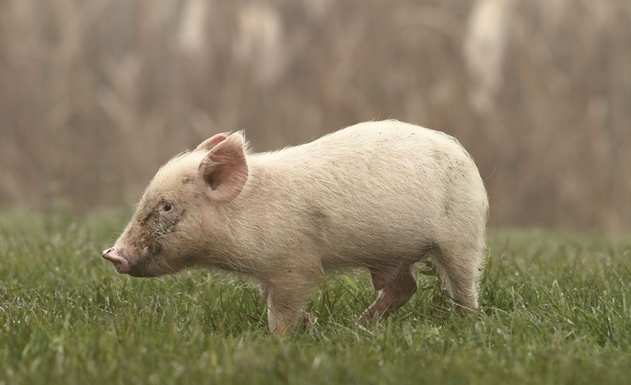 Miniature Pig