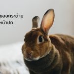 กระต่าย