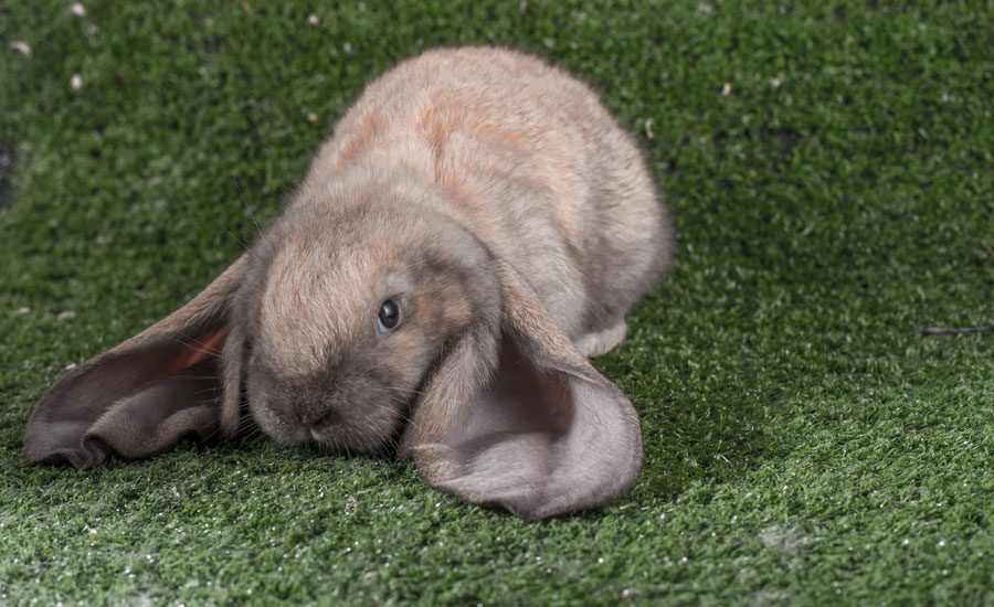 English Lop
