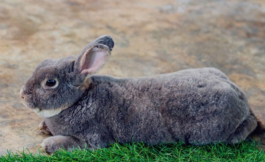 Flemish Giant