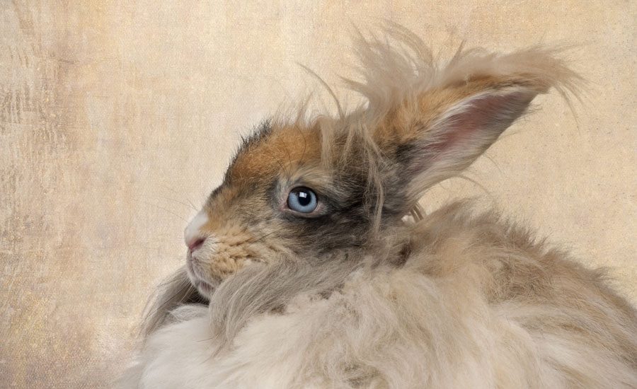 English Angora