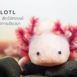 แอกโซลอเติล