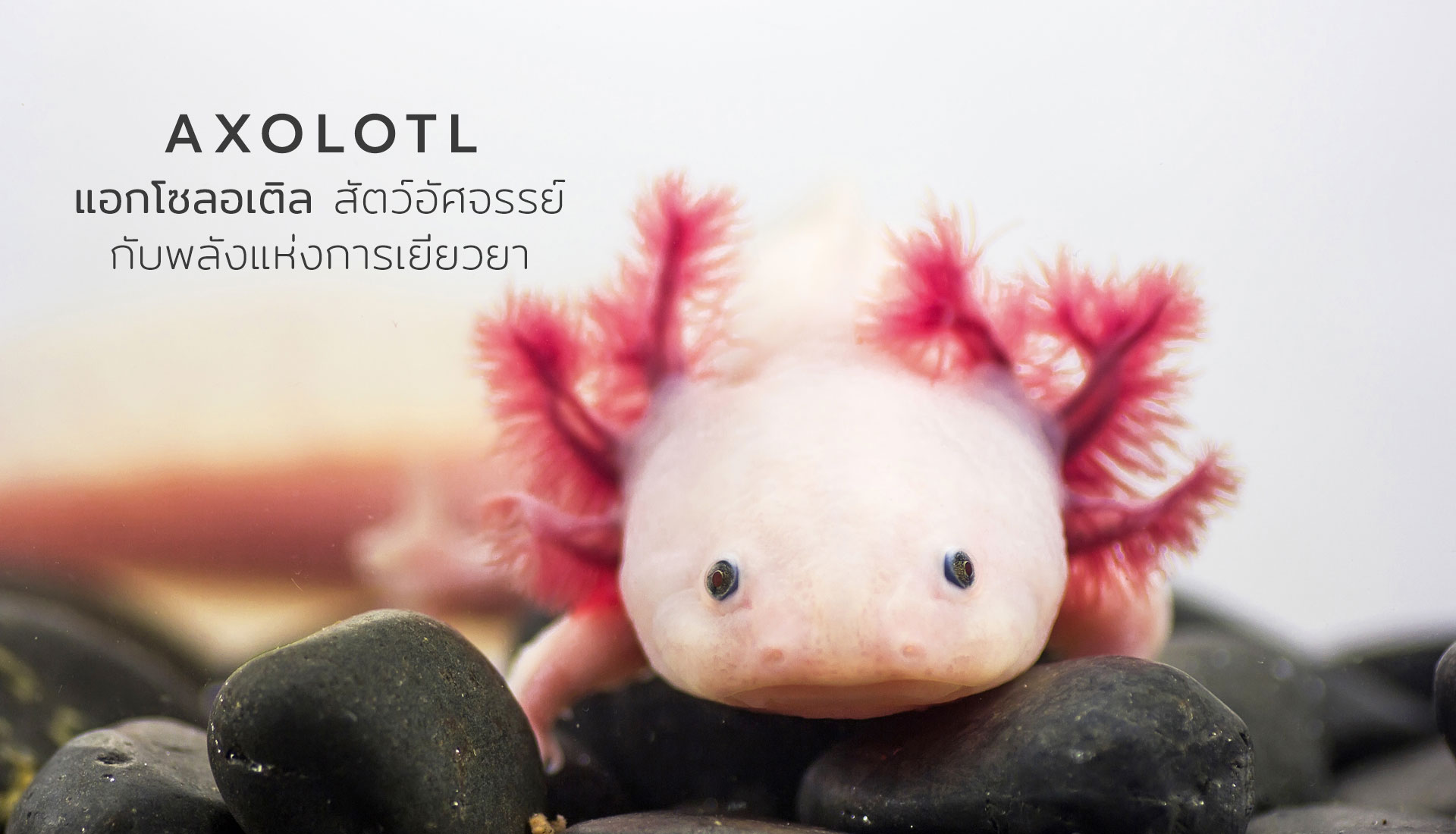 แอกโซลอเติล