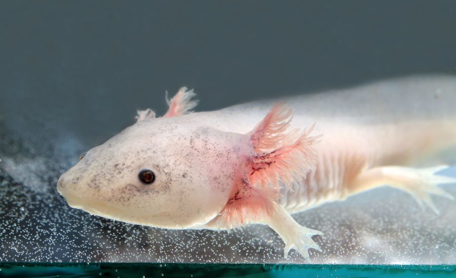 Axolotl