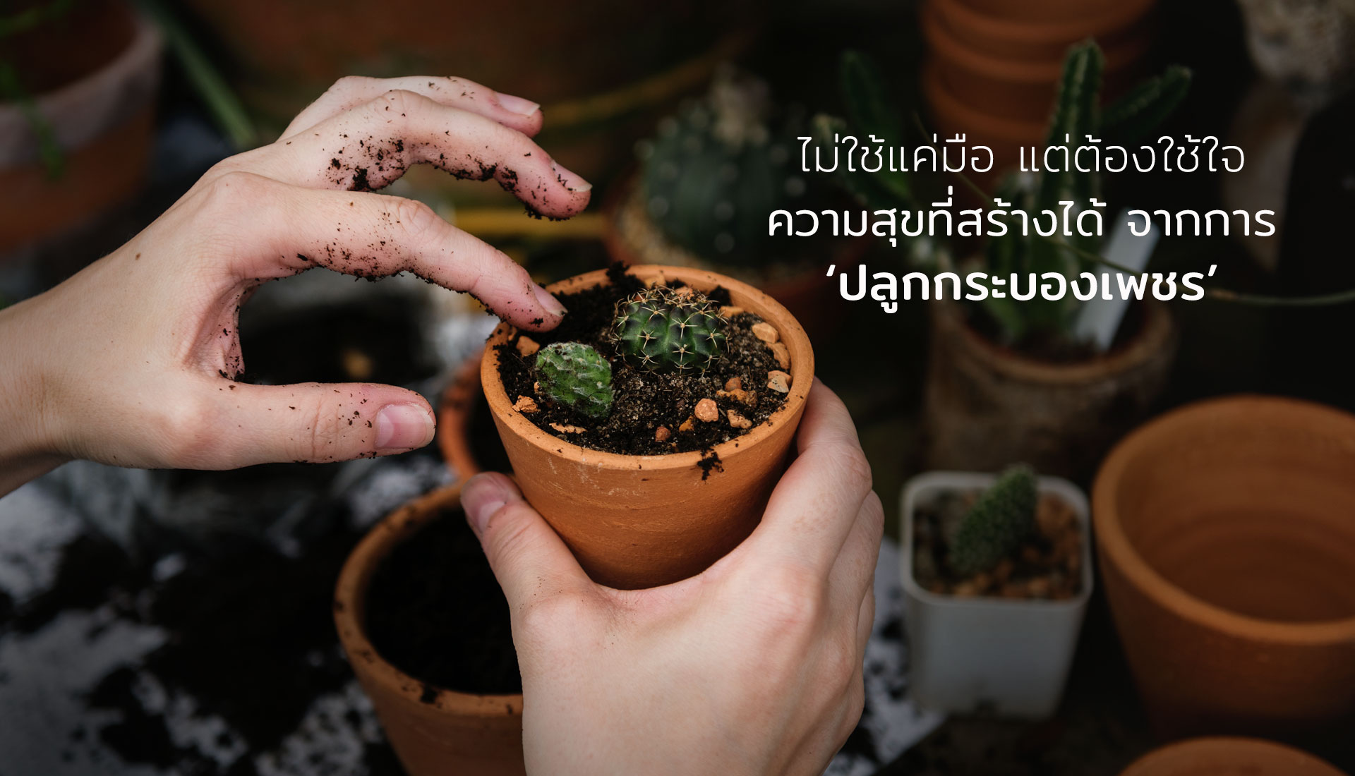 ปลูกกระบองเพชร