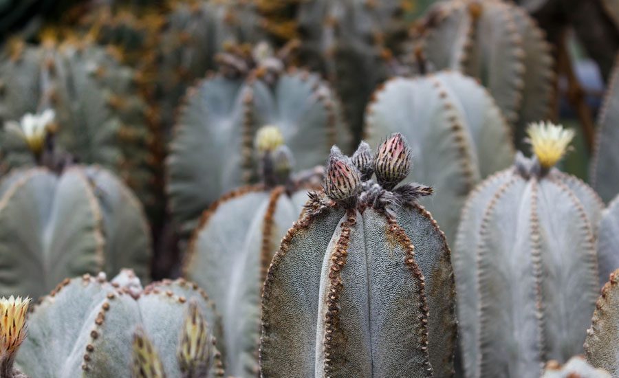 Astrophytum