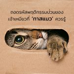 ทาสแมว