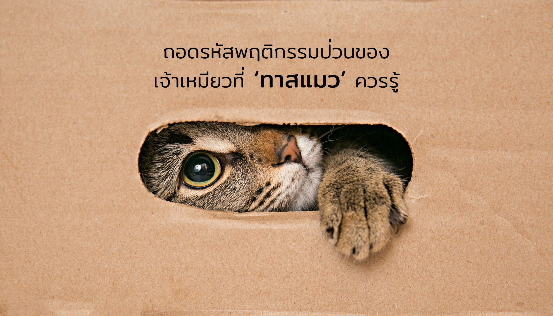ทาสแมว