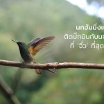 นกฮัมมิ่งเบิร์ด