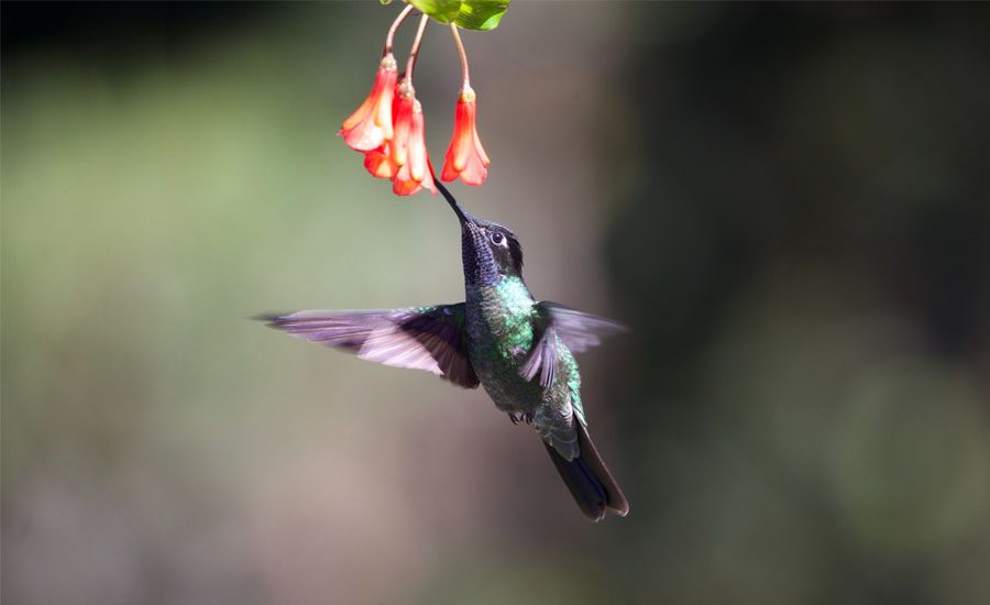 Hummingbird