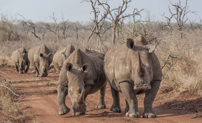 The African Rhinos