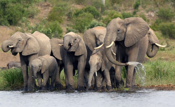 The African Elephant