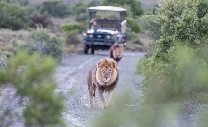 The African Lion
