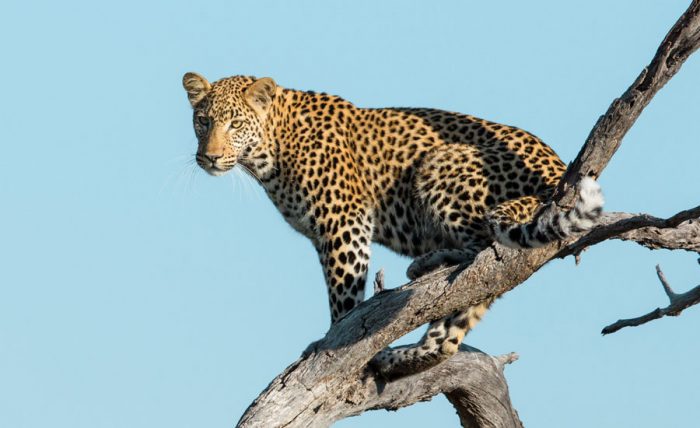 The African Leopard
