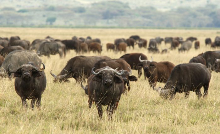 The Cape Buffalo