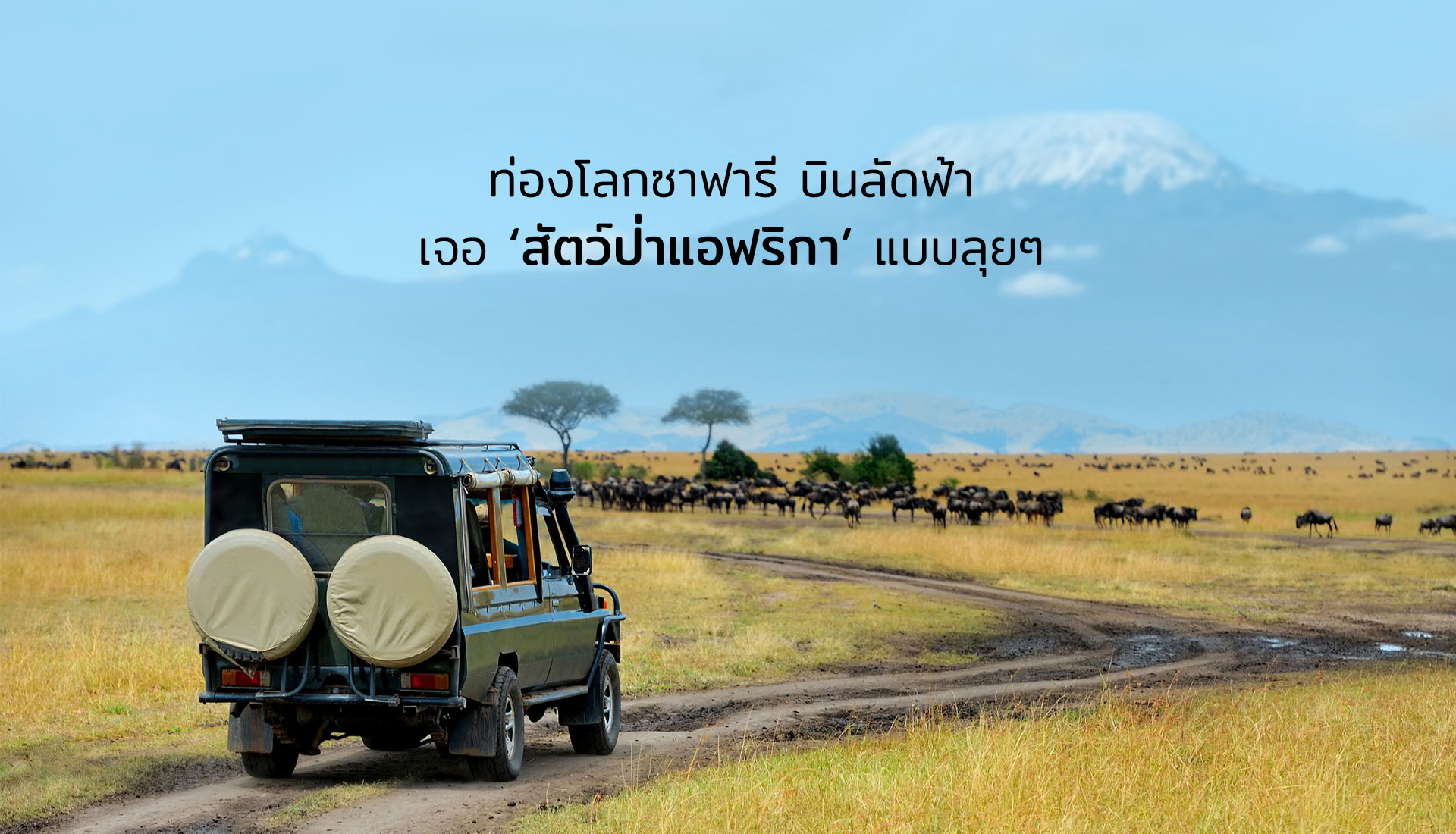 สัตว์ป่าแอฟริกา