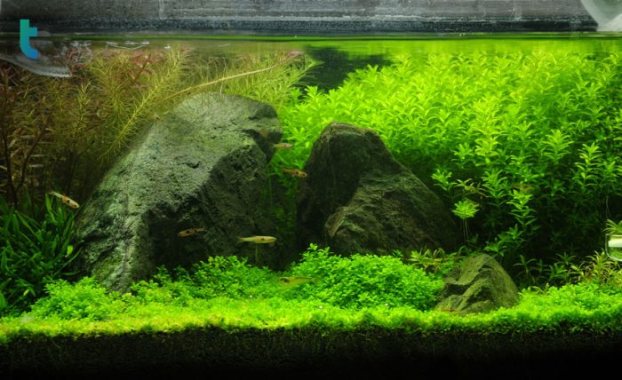 Aquascape