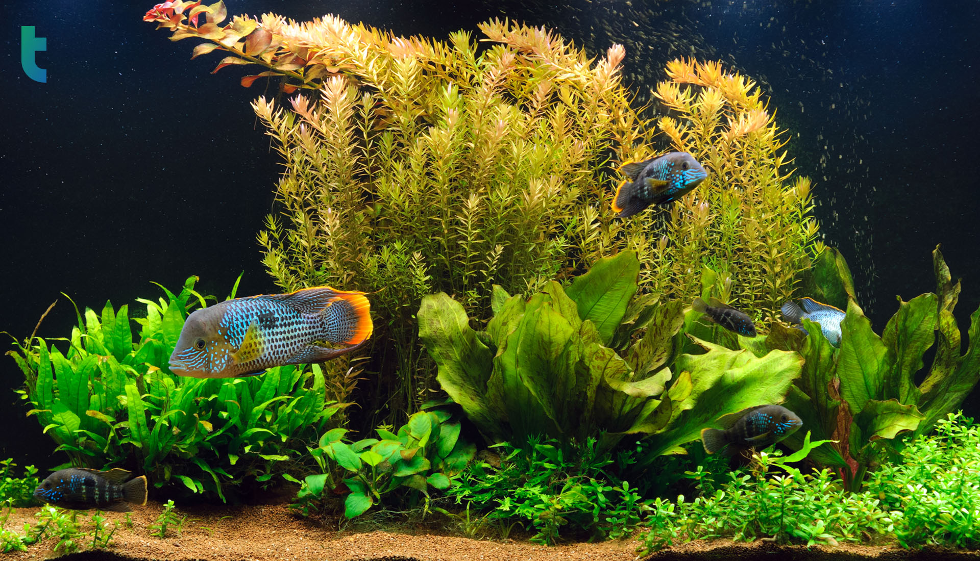 ตู้ปลาแบบ Aquascape