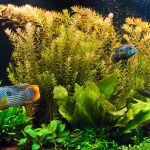 ตู้ปลาแบบ Aquascape