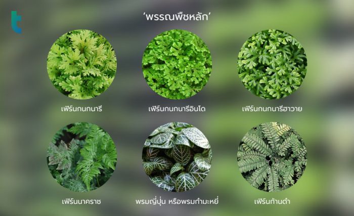 พรรณพืชหลัก