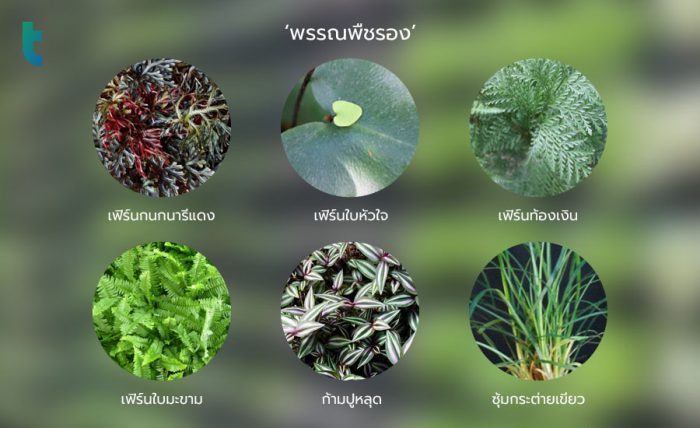 พรรณพืชรอง