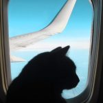 พาสัตว์เลี้ยงขึ้นเครื่องบิน